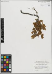 Foto von Salix serpyllifolia Scop.